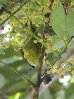 Plain Sunbird(Anthreptes simplex)