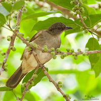 Olive-winged Bulbul Scientific name - Pycnonotous plumosus