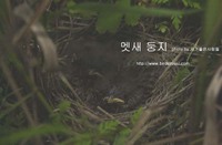 멧새 둥지 Meadow Bunting nest