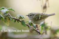 Lemon-rumped Warbler Phylloscopus chloronotus