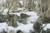 긴발톱멧새(Emberiza lapponicus)  (Lapland Longspur)