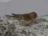 Gråsisken (Carduelis flammea)