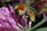 Moshumle (Bombus muscorum) Foto/billede af