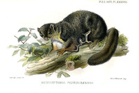 sciuropterus pulverulentus