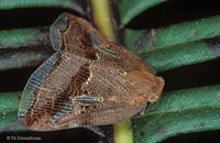 Ricaniidae