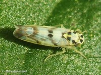 Eupteryx atropunctata