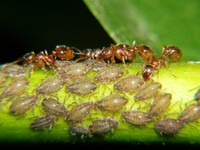 Myrmicinae