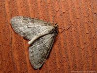 Trichopteryx carpinata - Early Tooth-striped