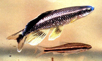 Pteronotropis welaka, Bluenose shiner: