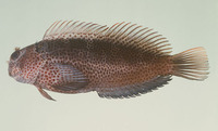 Cirripectes randalli, :