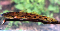 Glossogobius giuris, Tank goby: fisheries, aquaculture, aquarium