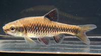 Barbus apleurogramma, East  african red finned barb: