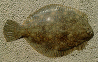 Rhombosolea retiaria, Black flounder: fisheries, gamefish