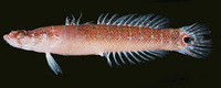 Xenisthmus polyzonatus, Bullseye wriggler: