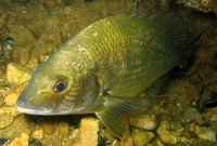 Acanthopagrus butcheri, Southern black bream: fisheries, gamefish
