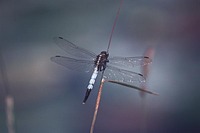 Orthetrum albistylum