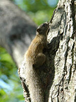 Image of: Callosciurus erythraeus (Pallas's squirrel)