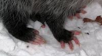 Image of: Didelphis virginiana (Virginia opossum)