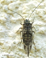 Psococerastis gibbosa
