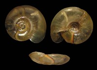 Segmentina nitida - Shining ram's-horn snail