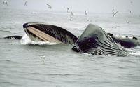 Image of: Megaptera novaeangliae (humpback whale)