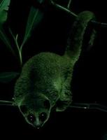 Image of: Potos flavus (kinkajou)