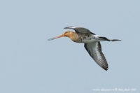 Limosa limosa - Black-tailed Godwit