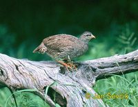 Francolinus natalensis - Natal Francolin