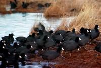 Fulica americana - American Coot