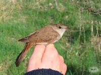 Luscinia megarhynchos - Common Nightingale