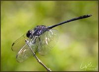 Image of: Dythemis nigrescens