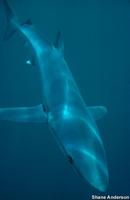 Prionace glauca - Blue Dog
