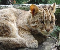 Prionailurus bengalensis euptilurus - Amur Leopard Cat