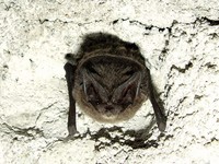 Barbastella barbastellus - Barbastrelle