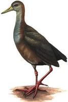 Image of: Aramides ypecaha (giant wood-rail)