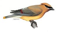 Image of: bombycilla cedrorum (cedar waxwing)