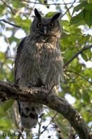 Image of: Bubo coromandus (dusky eagle-owl)