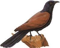 Image of: Centropus sinensis (greater coucal)