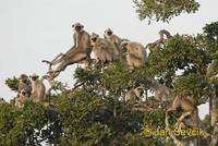 Semnopithecus entellus - Hanuman Langur