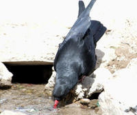 Image of: Pyrrhocorax pyrrhocorax (red-billed chough)