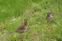 Image of: Zonotrichia capensis (rufous-collared sparrow)