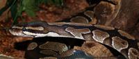 Image of: Python regius (ball python)