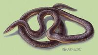 Image of: Xenocalamus bicolor