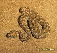 Cerastes cerastes - Desert Horned Viper