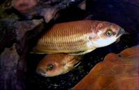 betta Hipposiderous , from selangor ( VULNERABLE)