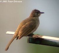 Streak-eared Bulbul - Pycnonotus blanfordi