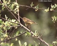 Buff-throated Warbler - Phylloscopus subaffinis