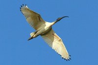 Australian White Ibis