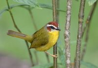 Rufous-capped Warbler (Basileuterus rufifrons) photo