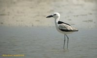 Crab Plover - Dromas ardeola